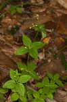 Licorice bedstraw